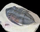 Detailed Zlichovaspis Trilobite - Atchana, Morocco #63378-5